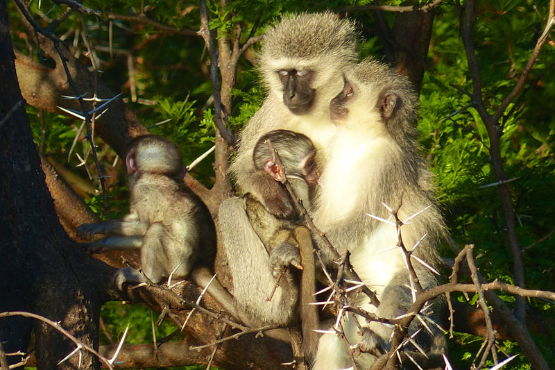 South Africa